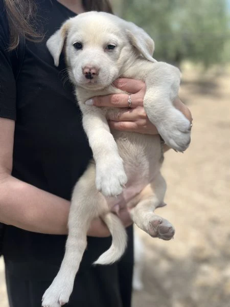 cuccioli adorabili da salvare da morte certa o canile, cercano famiglia! | Foto 2