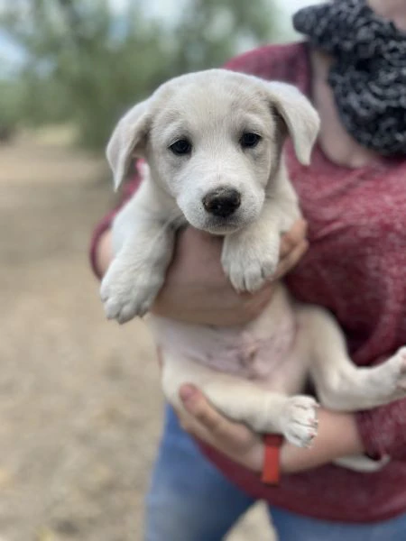 cuccioli adorabili da salvare da morte certa o canile, cercano famiglia! | Foto 1