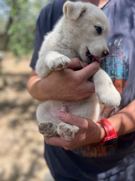 cuccioli adorabili da salvare da morte certa o canile, cercano famiglia! | Foto 0