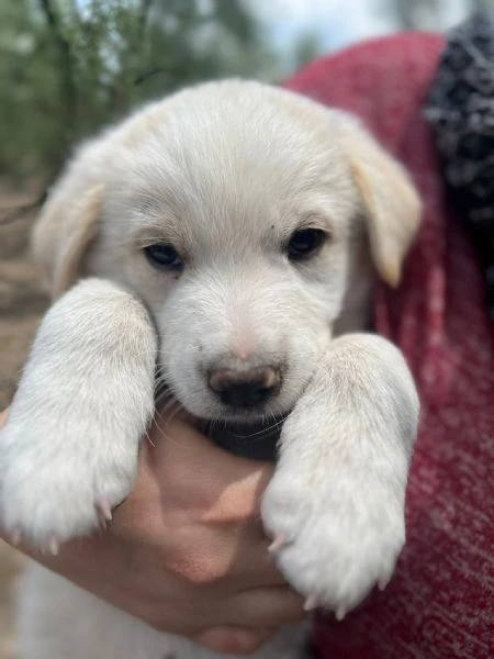 cuccioli adorabili da salvare da morte certa o canile, cercano famiglia!
