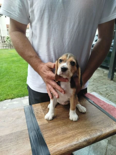 cuccioli di beagle in vendita | Foto 6