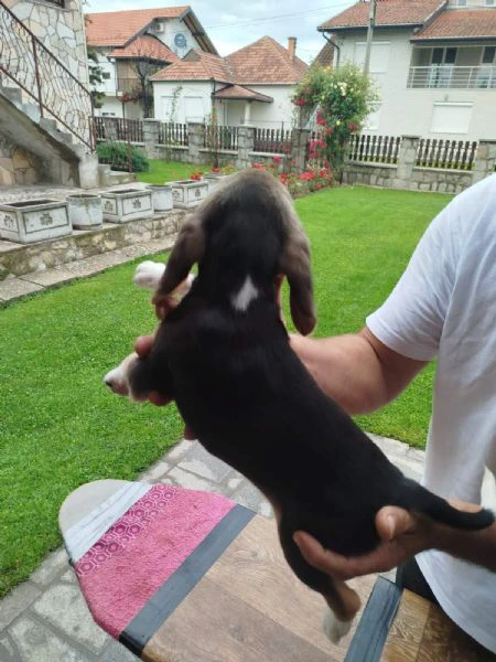 cuccioli di beagle in vendita | Foto 5