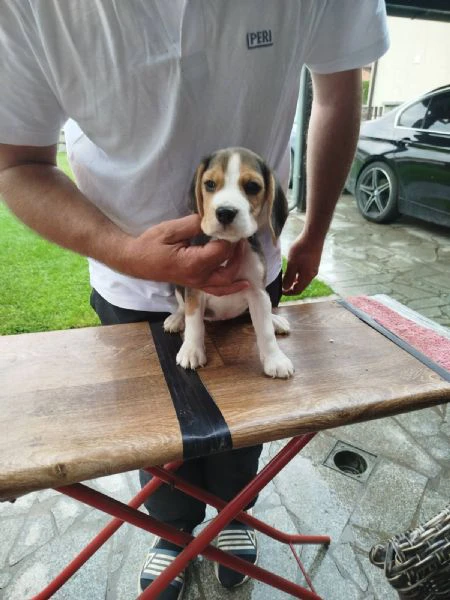 cuccioli di beagle in vendita | Foto 4