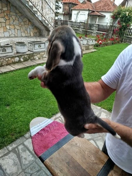cuccioli di beagle in vendita | Foto 3