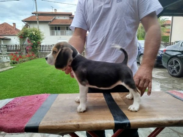 cuccioli di beagle in vendita | Foto 2