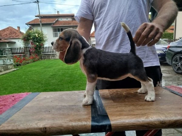 cuccioli di beagle in vendita | Foto 1