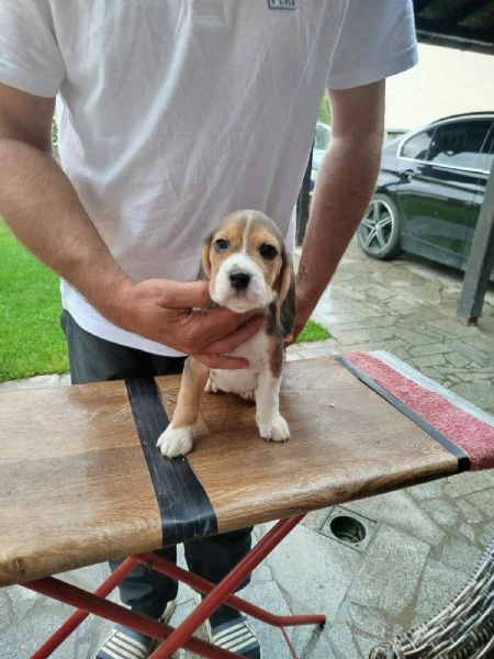 cuccioli di beagle in vendita | Foto 0