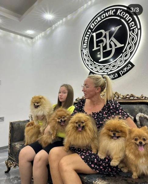 cuccioli di spitz pomerania | Foto 0