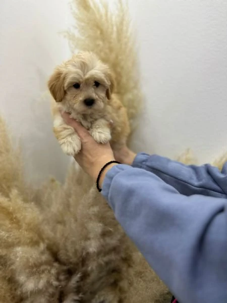 cuccioli di maltipoo in vendita | Foto 5