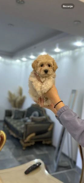 cuccioli di maltipoo in vendita | Foto 4