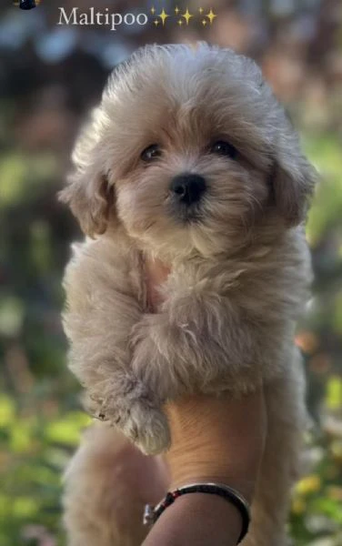 cuccioli di maltipoo in vendita | Foto 2