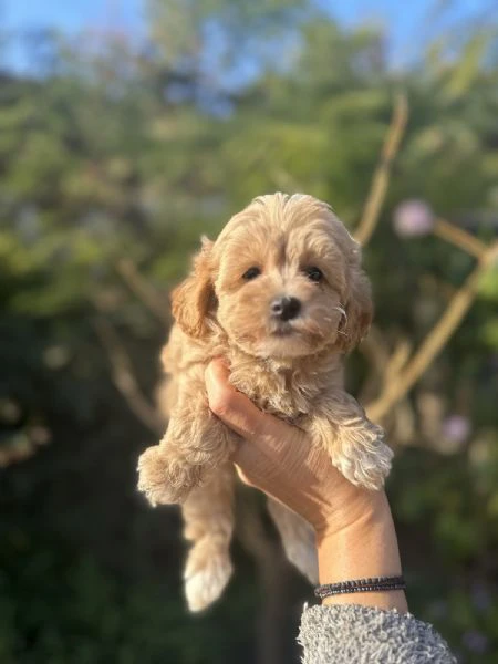 cuccioli di maltipoo in vendita | Foto 1
