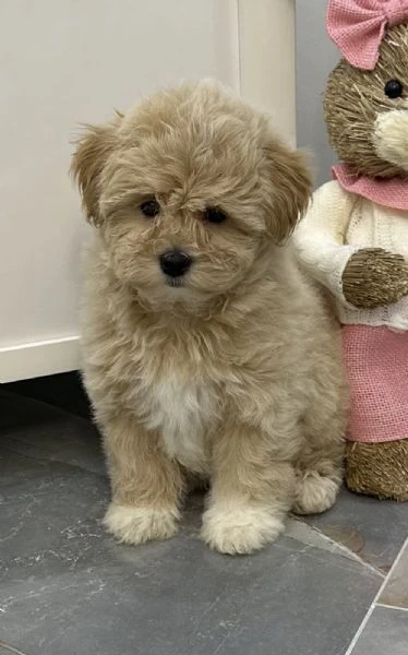 cuccioli di maltipoo in vendita