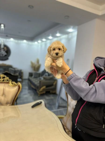 cuccioli di maltipoo in vendita | Foto 0