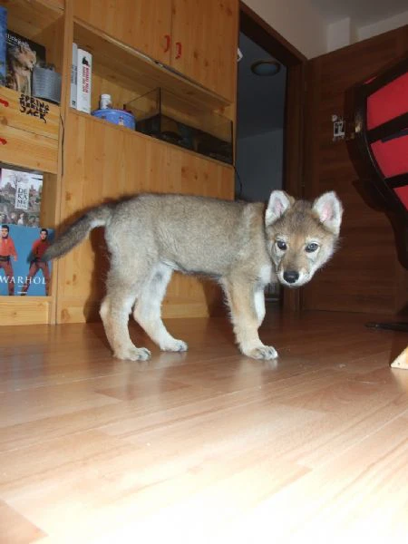 lupo cecoslovacco con pedigree 