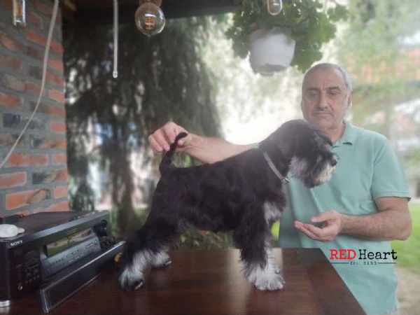 schnauzer miniatura cucciola femmina
