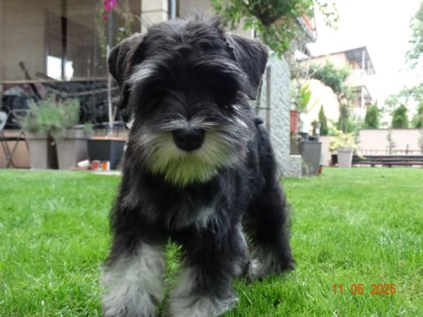 schnauzer miniatura cucciola femmina | Foto 1