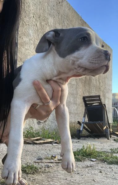 cuccioli di pitbull  | Foto 6