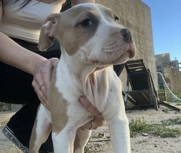 cuccioli di pitbull  | Foto 4