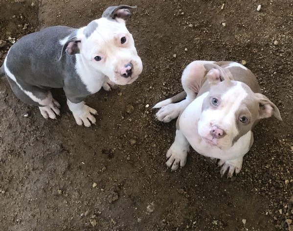 cuccioli di pitbull  | Foto 3