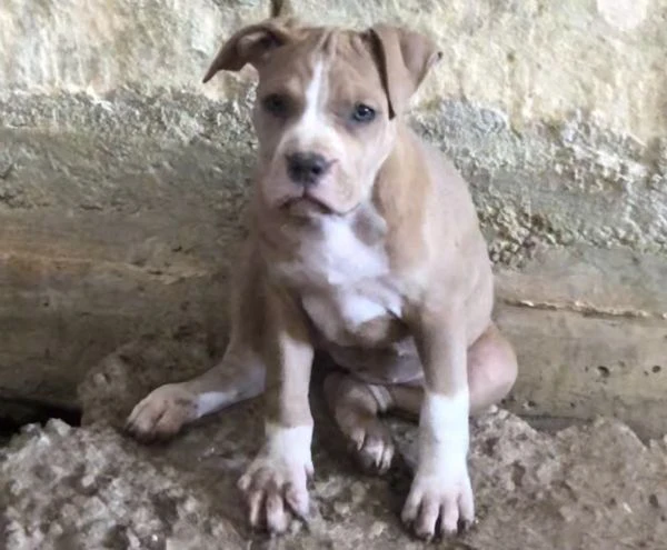 cuccioli di pitbull  | Foto 2