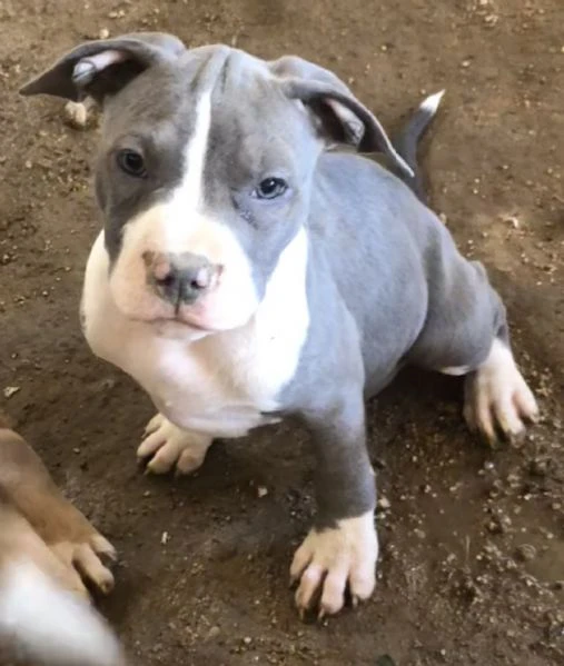 cuccioli di pitbull 