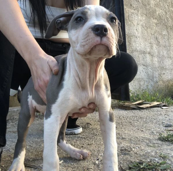 cuccioli di pitbull  | Foto 1