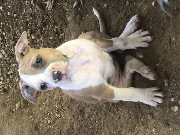 cuccioli di pitbull  | Foto 0