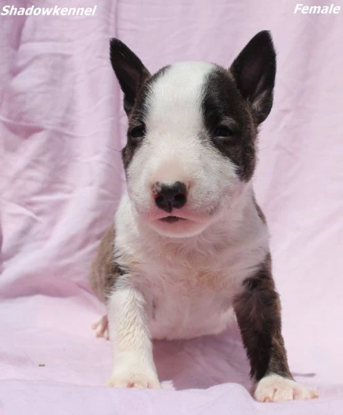 cuccioli di mini bull terrier