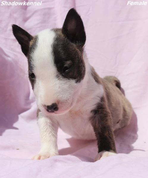 cuccioli di mini bull terrier | Foto 1