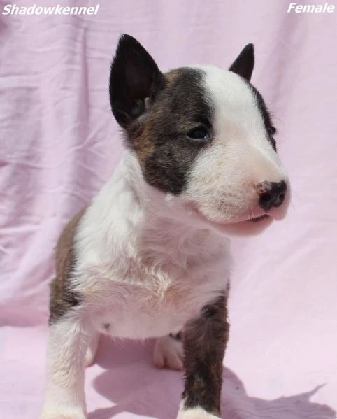 cuccioli di mini bull terrier | Foto 0