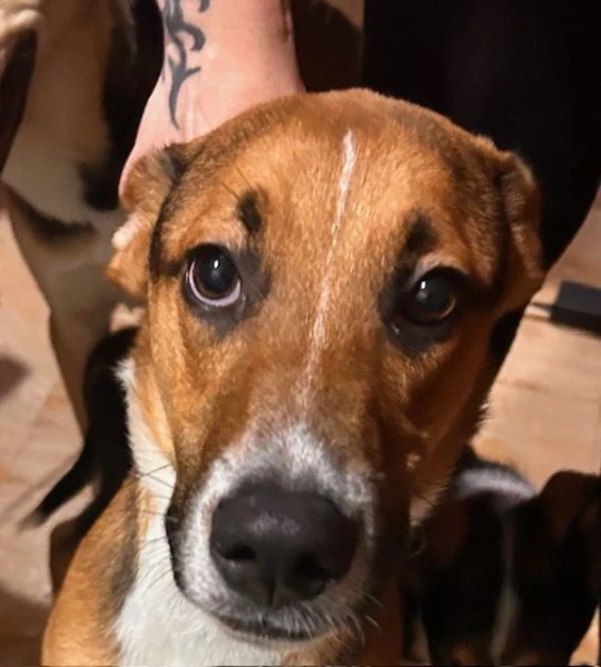 cuccioli di 7 mesi | Foto 1