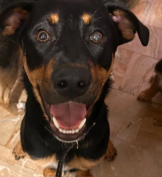 cuccioli di 7 mesi | Foto 0