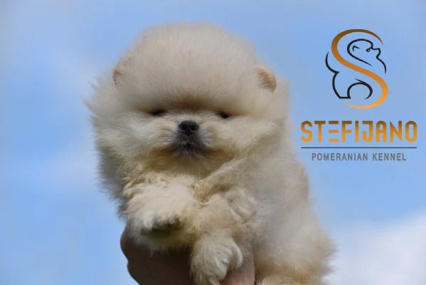 orsetti pomeranian boo, cuccioli di spitz pomerania | Foto 4