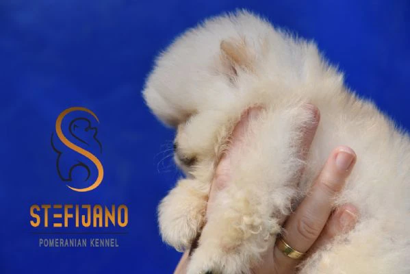 orsetti pomeranian boo, cuccioli di spitz pomerania | Foto 2