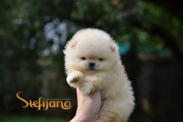 orsetti pomeranian boo, cuccioli di spitz pomerania | Foto 1