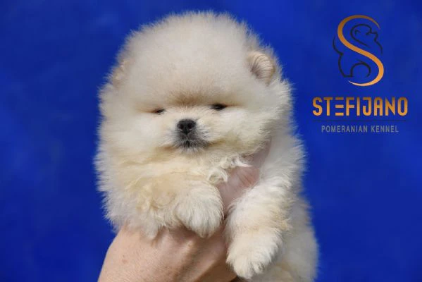 orsetti pomeranian boo, cuccioli di spitz pomerania