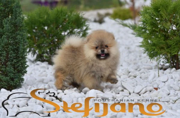 cuccioli di pomerania boo, cuccioli di spitz di pomerania | Foto 6