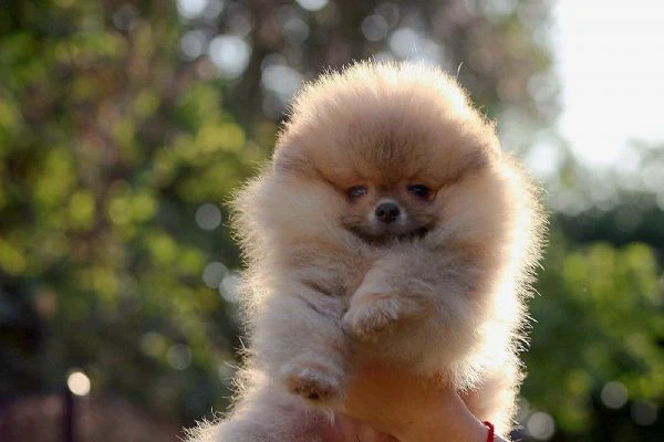 cuccioli di pomerania boo, cuccioli di spitz di pomerania | Foto 5