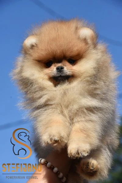 cuccioli di pomerania boo, cuccioli di spitz di pomerania | Foto 4