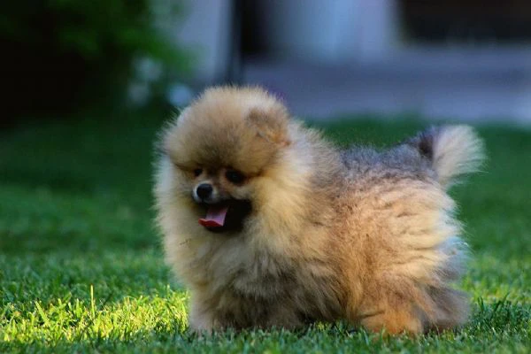 cuccioli di pomerania boo, cuccioli di spitz di pomerania | Foto 3