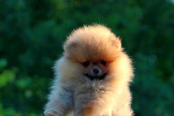 cuccioli di pomerania boo, cuccioli di spitz di pomerania | Foto 2