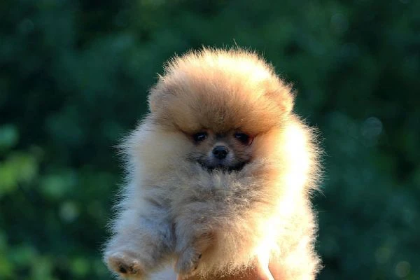 cuccioli di pomerania boo, cuccioli di spitz di pomerania
