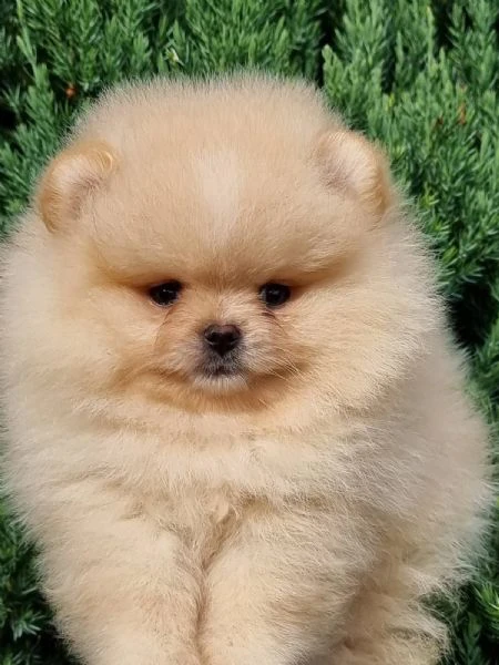 cuccioli di pomerania boo, cuccioli di spitz di pomerania | Foto 1