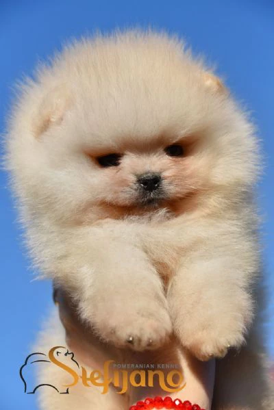 cuccioli di pomeranian boo