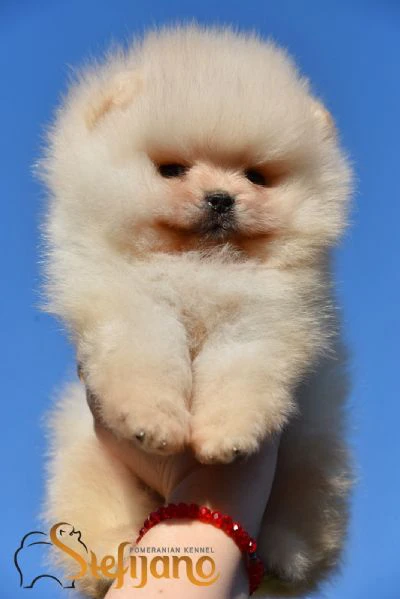 cuccioli di pomeranian boo | Foto 3