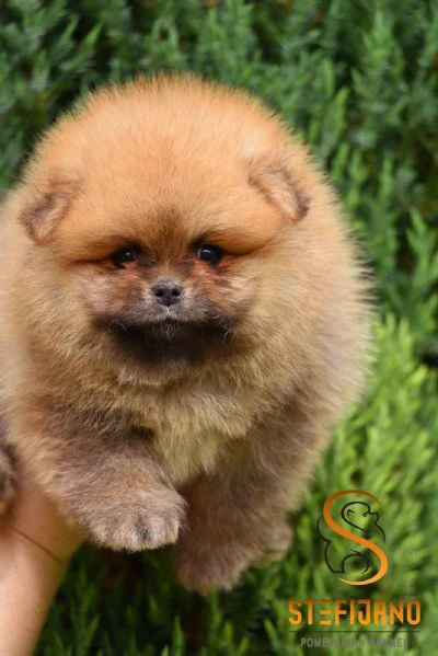 cuccioli di pomeranian boo | Foto 2