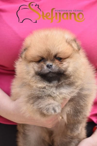 cuccioli di pomeranian boo | Foto 1