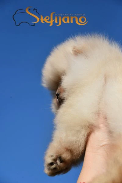 cuccioli di pomeranian boo | Foto 0