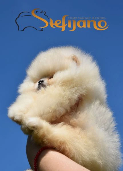 cuccioli di pomeranian boo | Foto 2